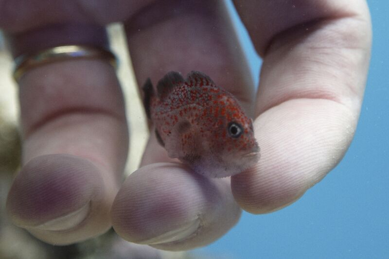 Fil:Klovnfisken-2009-1-169.jpg