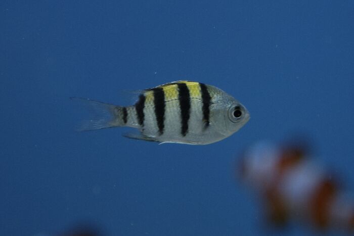 Klovnfisken-201208-040.jpg