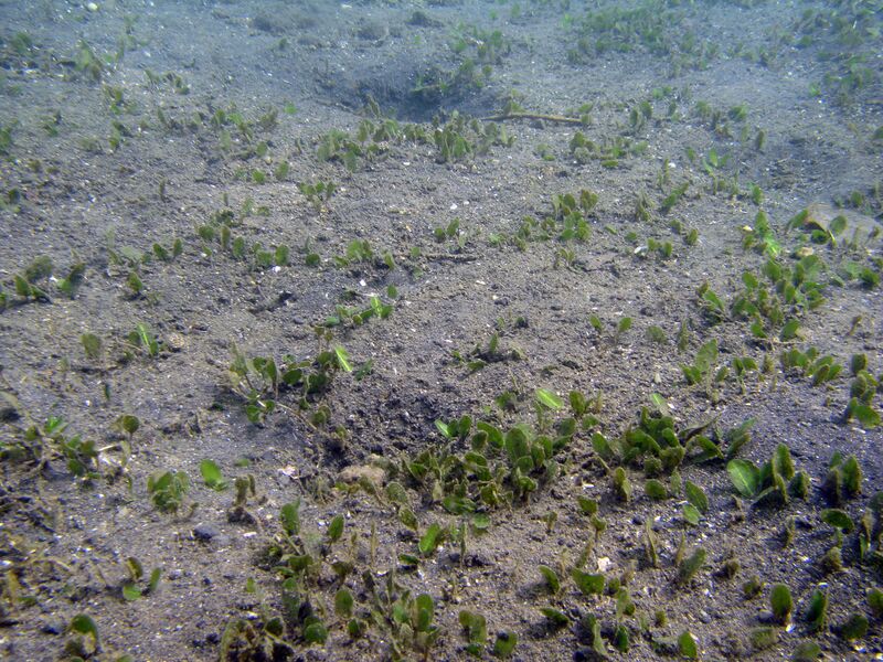 Fil:Lembeh-Halophila.jpg