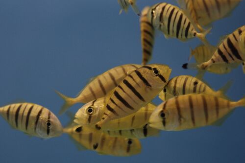 Klovnfisken-2009-1-107.jpg