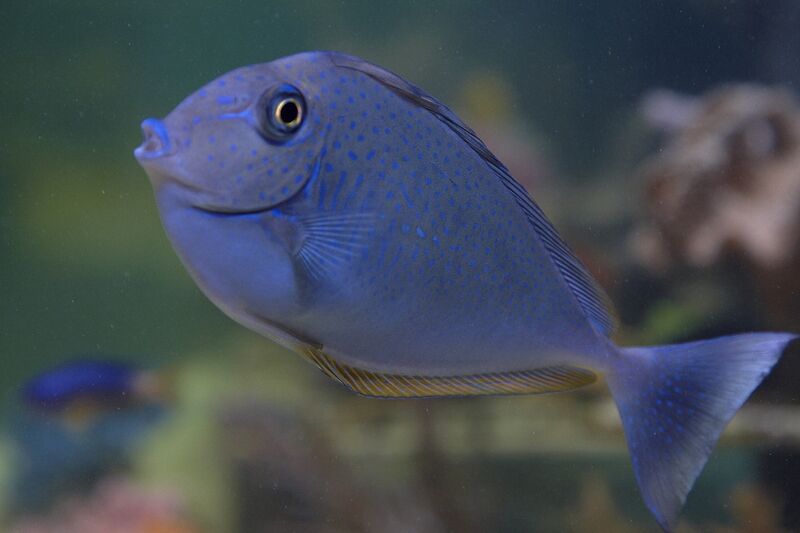 Fil:Kovnfisken-140709-057.jpg