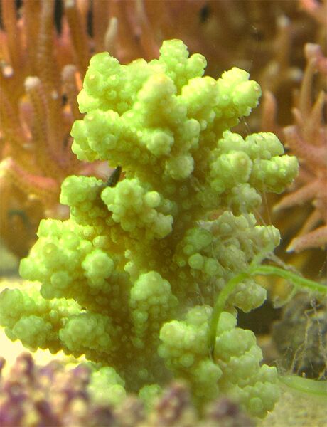 Fil:Acropora.13.jpg