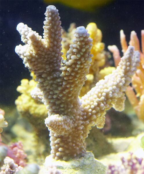 Fil:Acropora.12.jpg