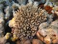 Acropora tenuis 2.jpg