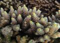 Acropora tenuis 3.jpg