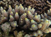 Acropora tenuis 3.jpg