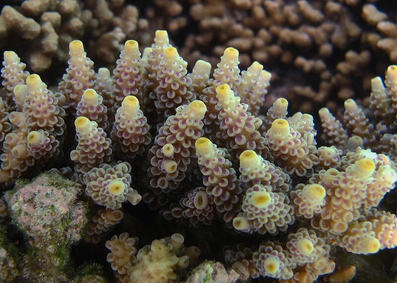 Fil:Acropora tenuis 3.jpg