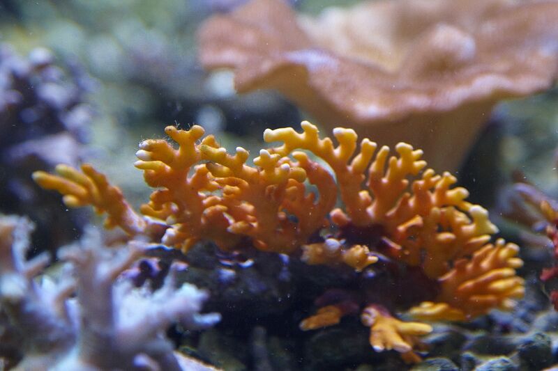 Fil:Klovnfisken-12-11-2009-063.jpg