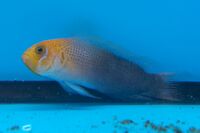 Pseudochromis howsoni.jpg