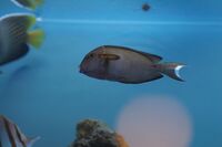 Acanthurus olivaceus.jpg