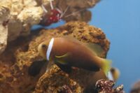 Amphiprion nigripes.jpg