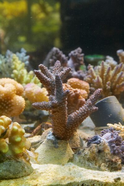 Fil:Acropora.10.jpg