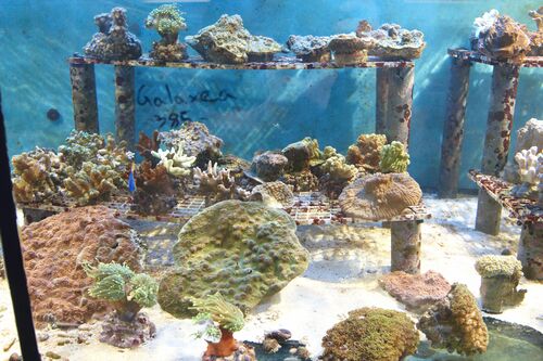 Klovnfisken-251008-004.jpg