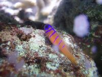 Catalina Goby lordmike.jpg