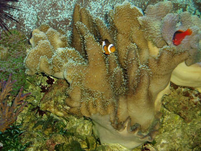 Lobophytum 2.jpg