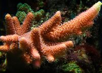 Acropora millepora-1.jpg