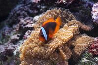 Amphiprion frenatus.jpg