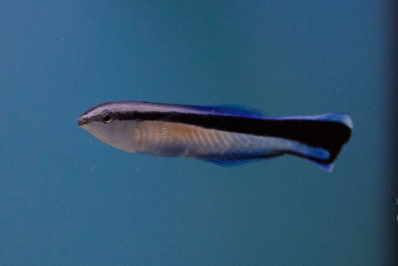 Fil:Klovnfisken300609-012.jpg