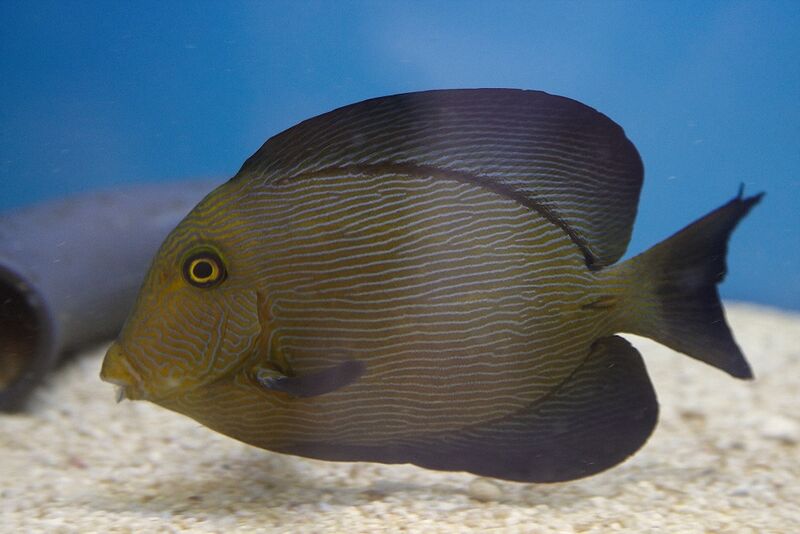 Fil:Klovnfisken300609-013.jpg