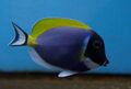 Acanthurus leucosternon.10.jpg