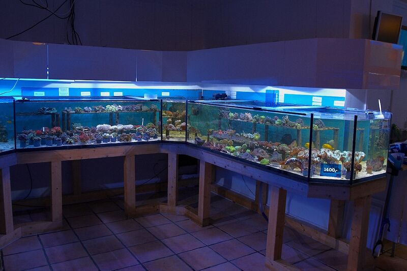 Fil:Klovnfisken-12-11-2009-067.jpg