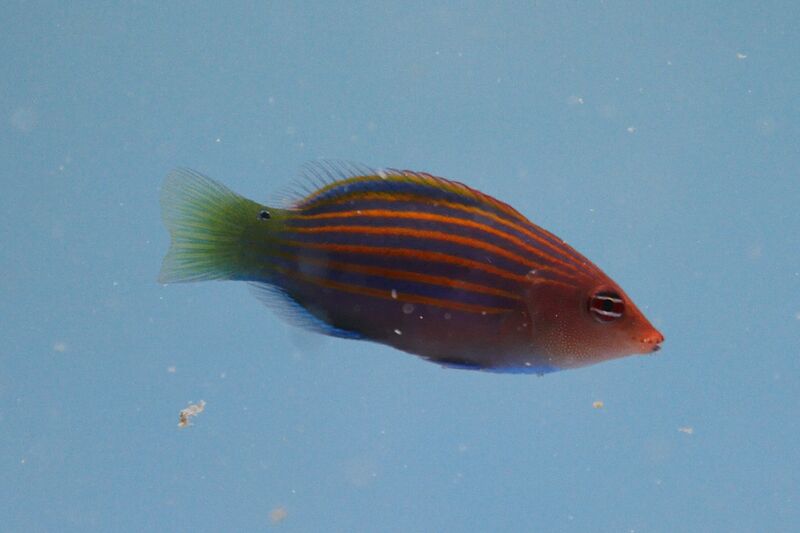 Fil:Klovnfisken291009-031.jpg