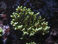 Acropora millepora 1.jpg