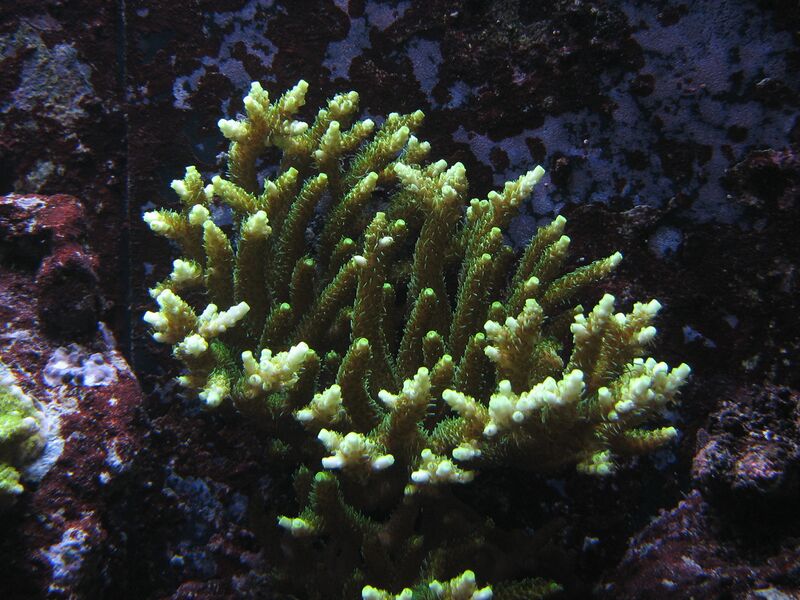 Fil:Acropora millepora 1.jpg