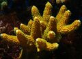 Acropora humilis1.jpg