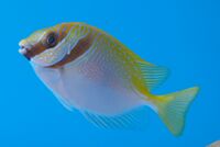 Siganus virgatus.jpg