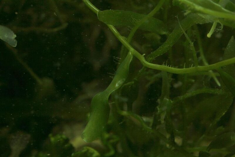Fil:Caulerpa brachypus.jpg