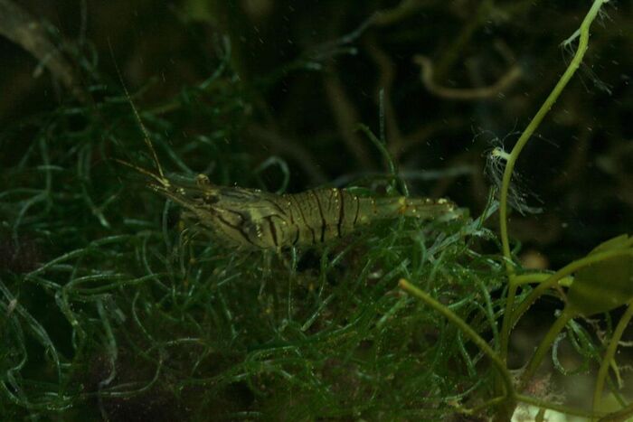 Palaemon elegans.jpg