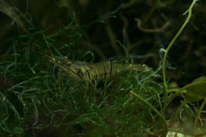 Fil:Palaemon elegans.jpg