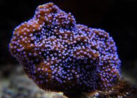 Montipora danae.jpg