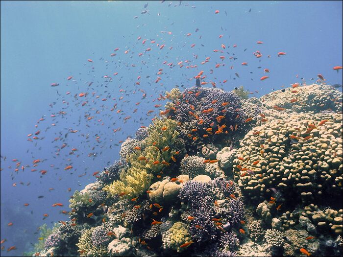 Pseudanthias squamipinnis2-joekill.jpg