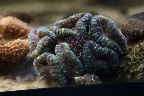 Klovnfisken-2009-1-123.jpg