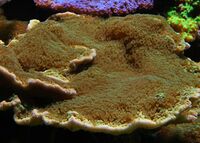 Montipora-green.jpg