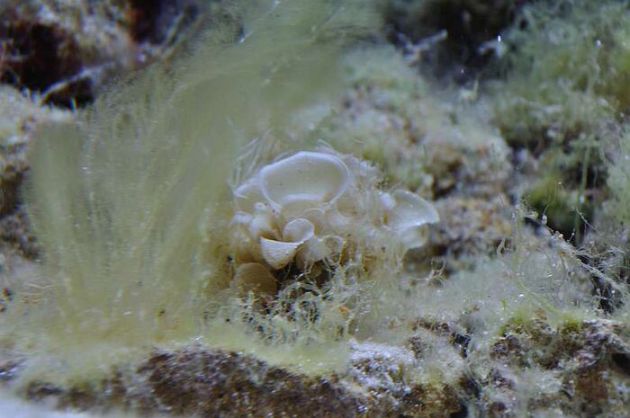 Padina sp.jpg