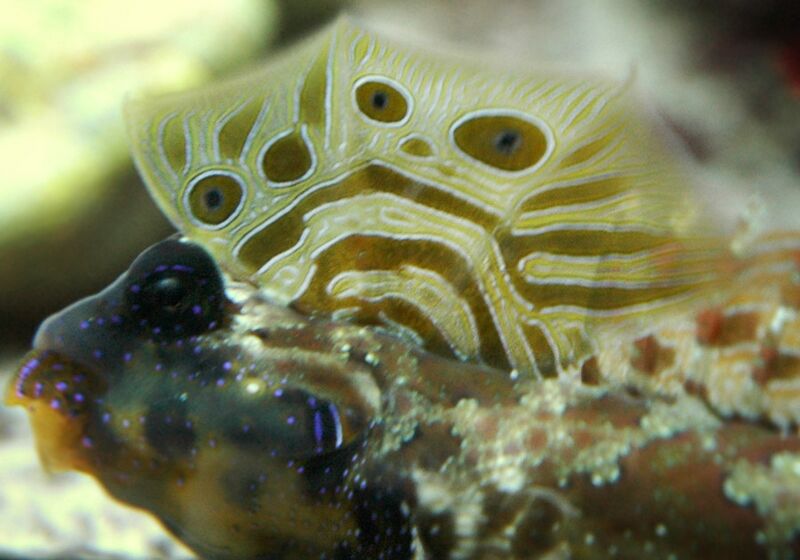 Fil:Neosynchiropus-ocellatus2.jpg