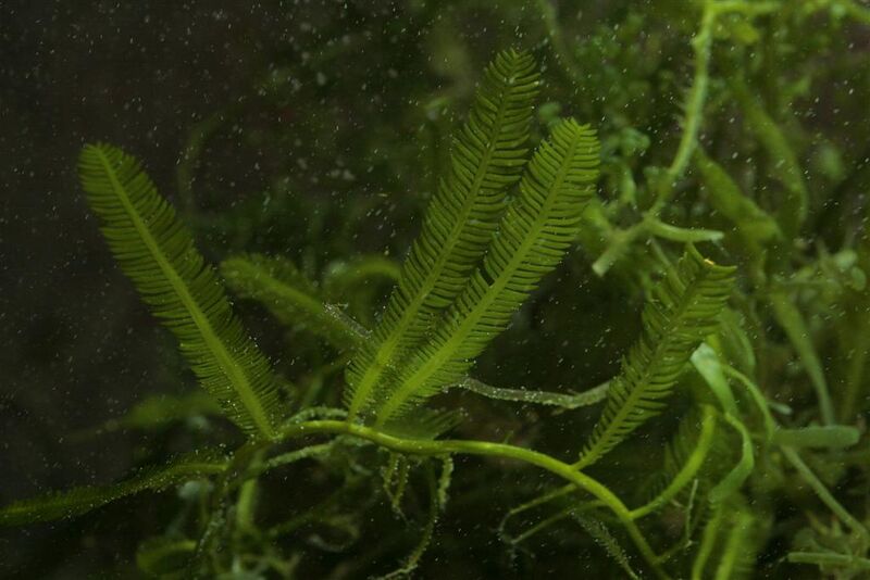Fil:Caulerpa taxifolia.jpg