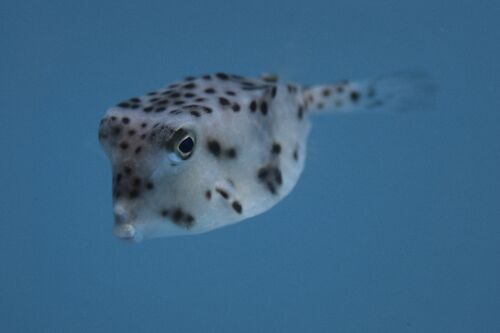 Klovnfisken-2009-1-064.jpg