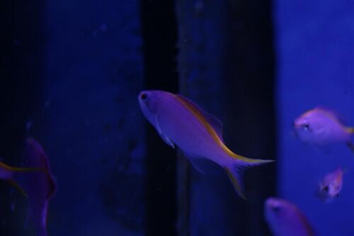 Anthias Tuka2 (Medium).jpg