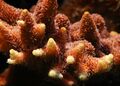 Acropora millepora.jpg