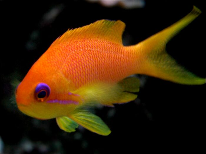 Pseudanthias squamipinnis-joekill.jpg