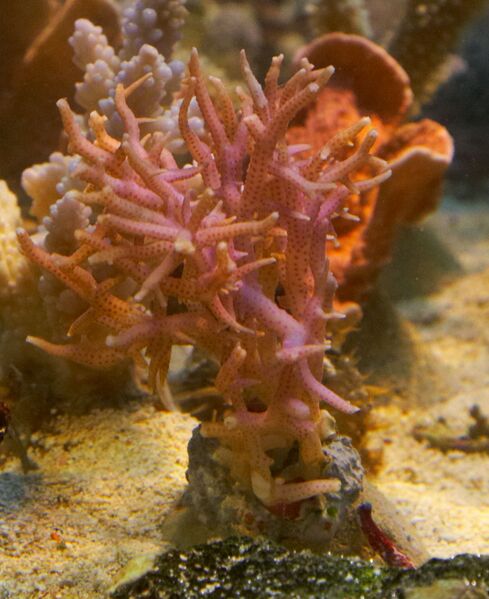 Fil:Hystrix.10.jpg