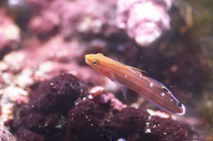 Amblygobius rainfordi.10.jpg