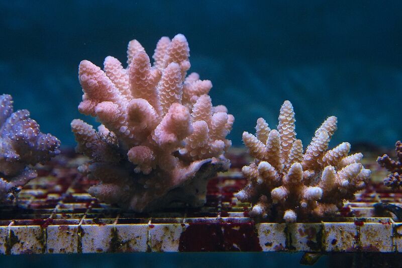 Fil:Klovnfisken-12-11-2009-018.jpg
