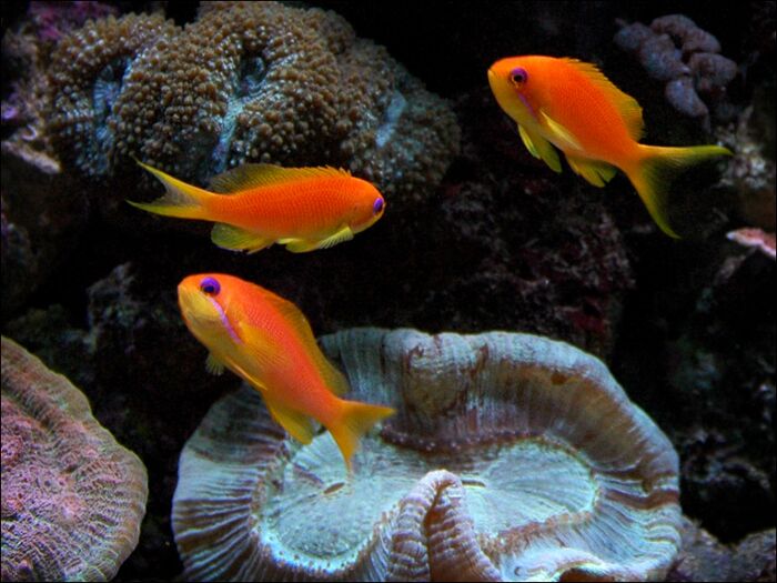 Pseudanthias squamipinnis1-joekill.jpg