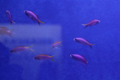 Anthias Tuka3 (Medium).jpg