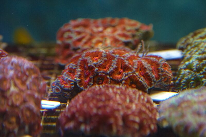 Fil:Klovnfisken-12-11-2009-010.jpg